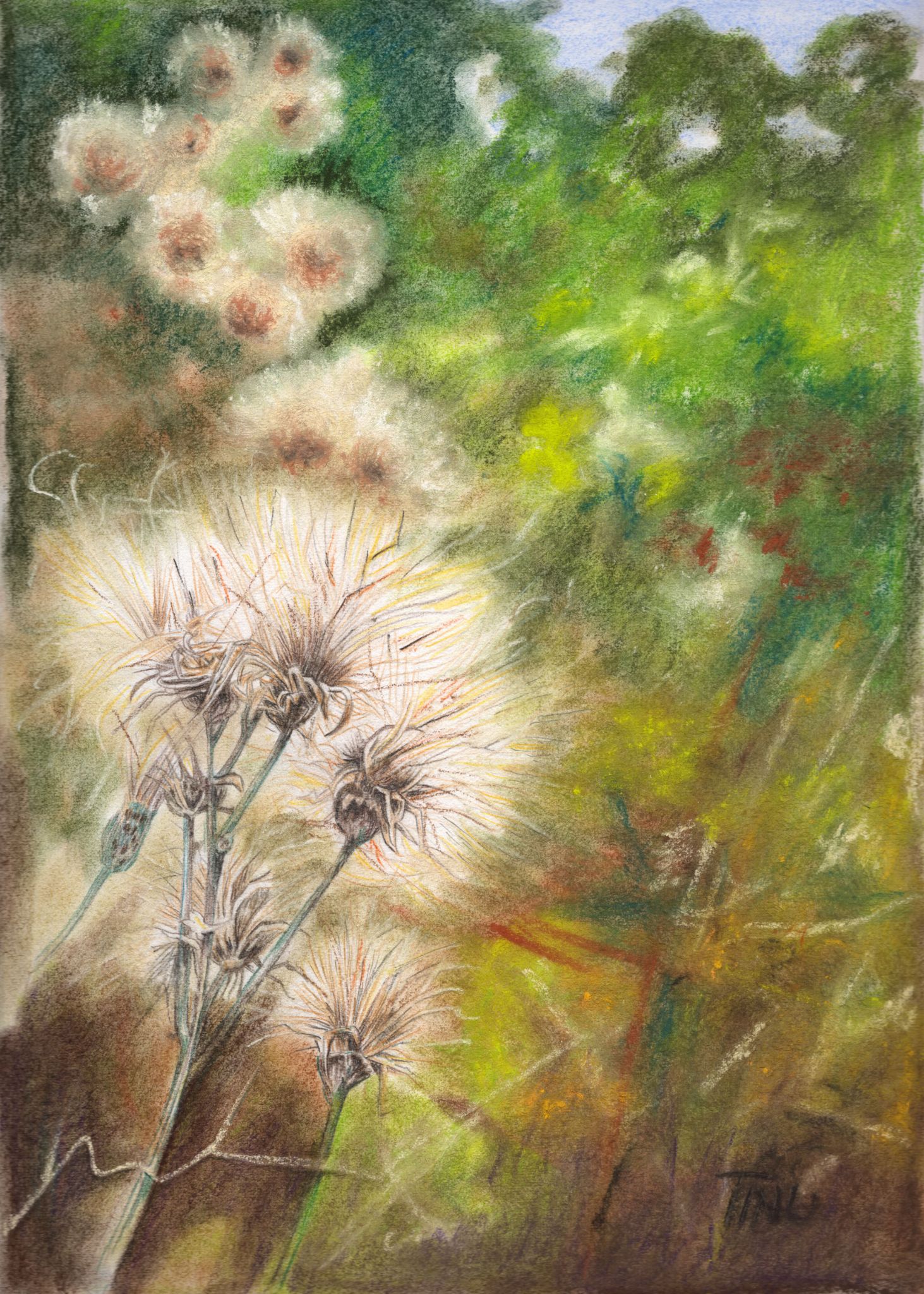 Pastell: Cirsium arvense (Ackerkratzdistel)